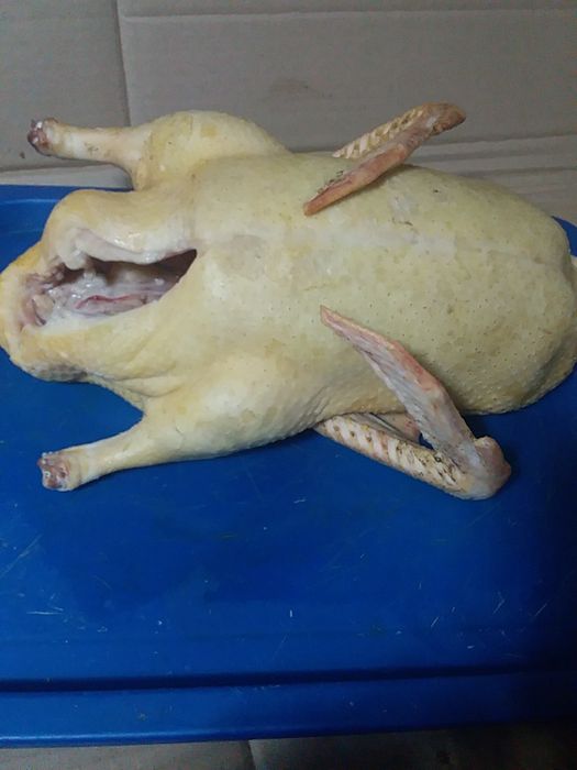 Муларды утки домашние