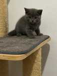 Puișor British Shorthair