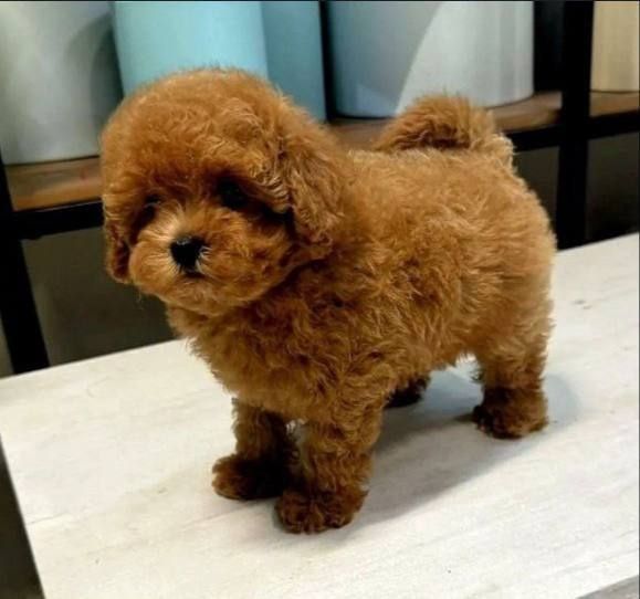 Пудель королевский, 2 месяца, продаётся.