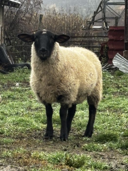 Vand berbec si noatina sulffok