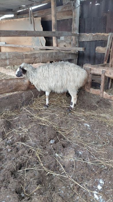 Продам овцематок