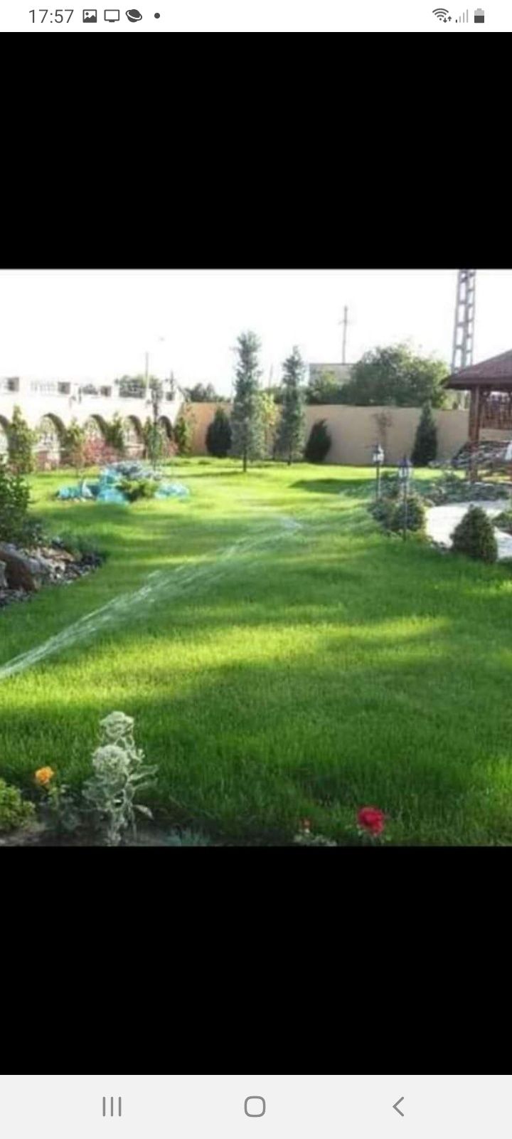 Avem plante ornamentale tuia spiral  măslin  palmieri aducem la comand