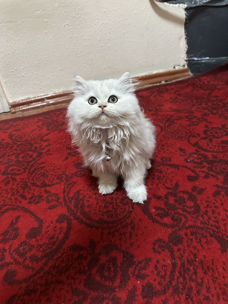 Сибириской шиншила 2 мес девочка