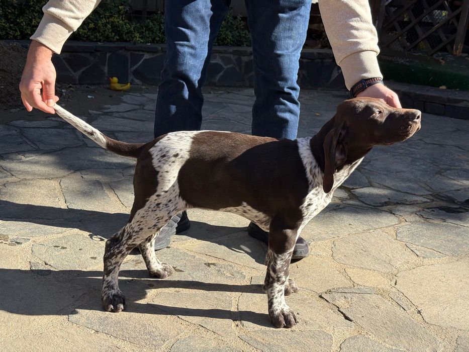 Femela Brac German cu par neted