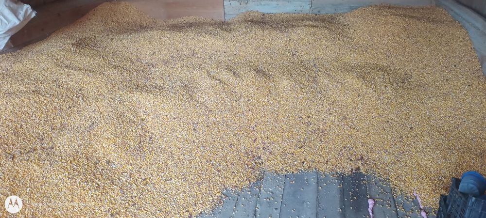 Vând porumb ... An 2025