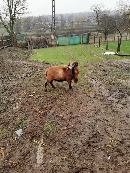 Oi Camerun oi gestate