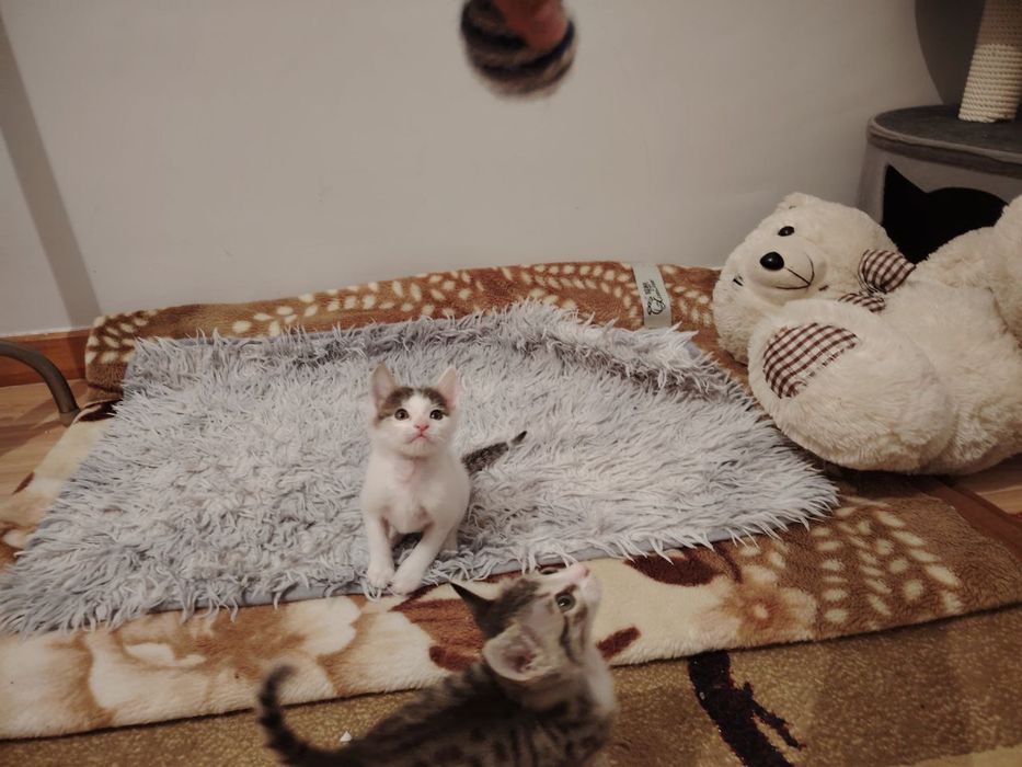 Котята в доьрые руки