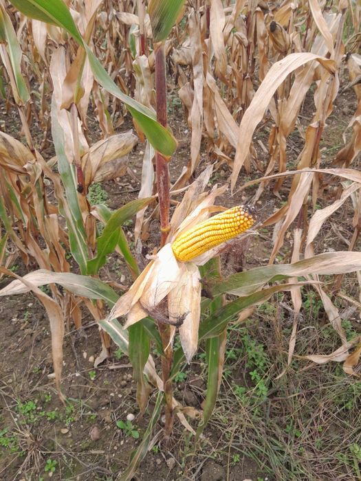 Vând porumb știuleți poducție 2025