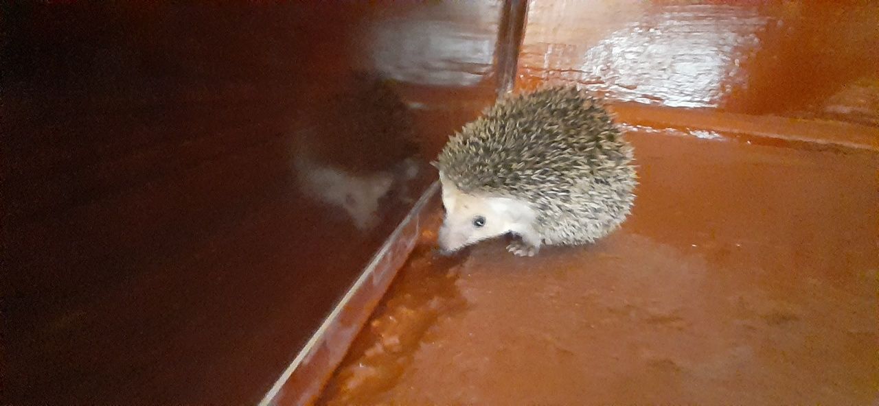 Домашный йожик гго