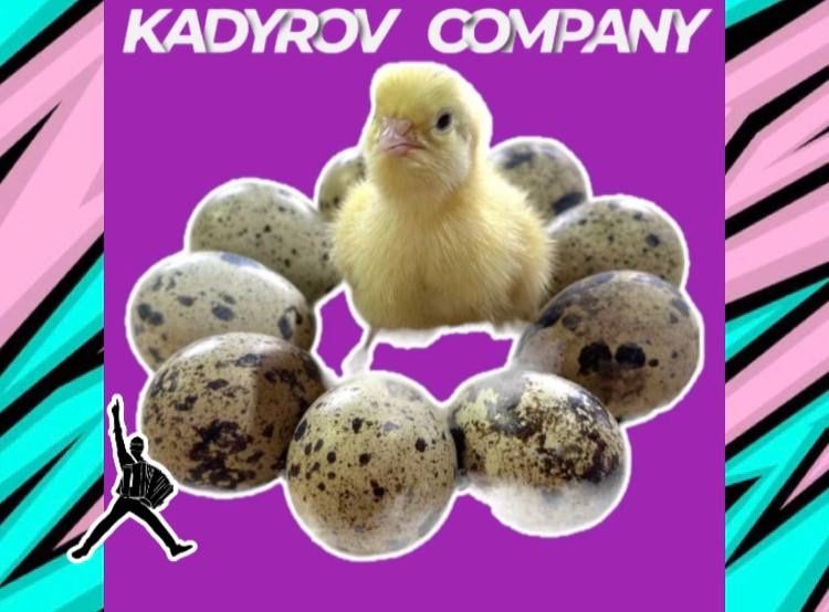 Купите инкубационные яйца перепелов Техас и увеличьте доход
