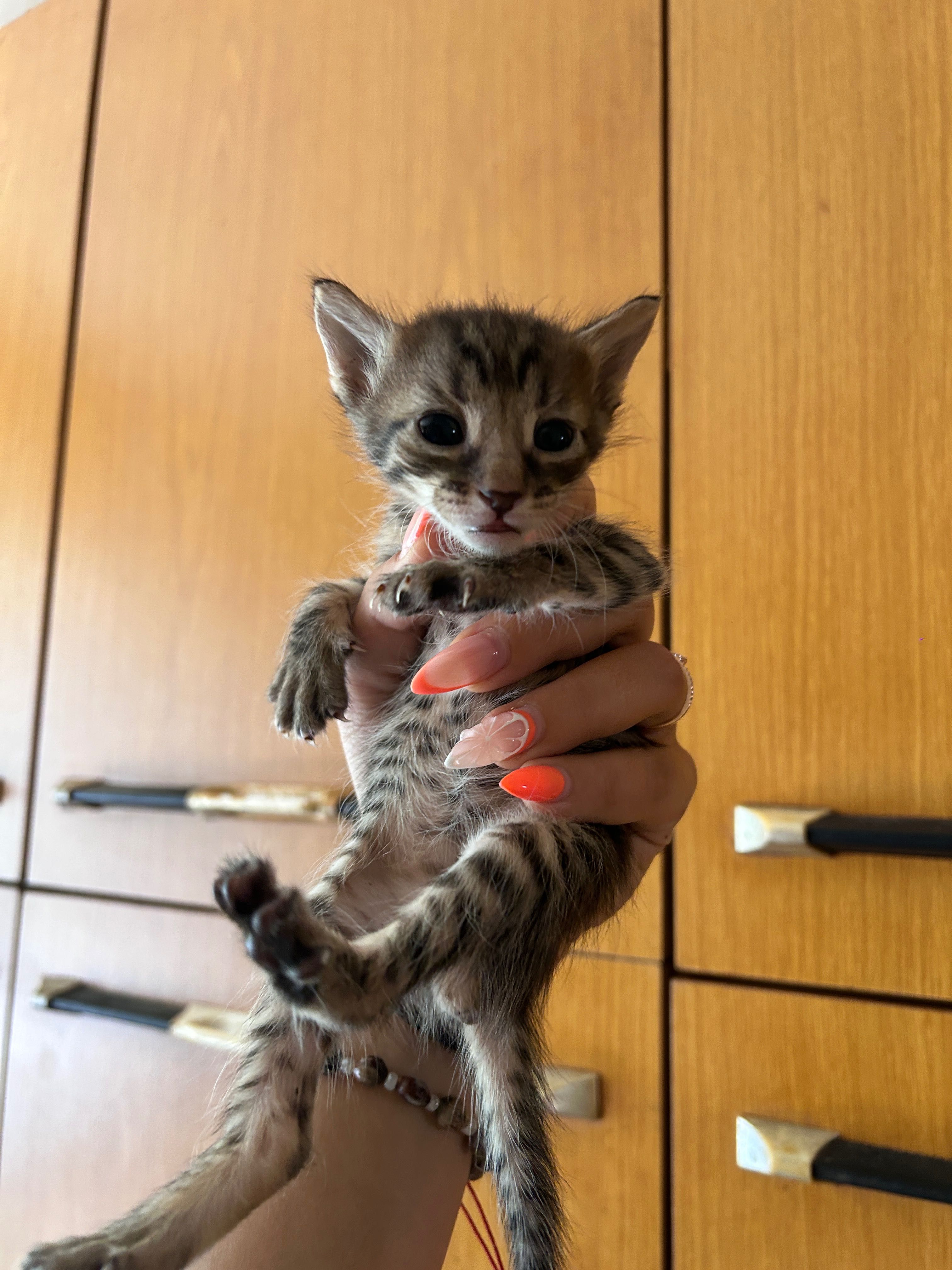 Подарявам котенца