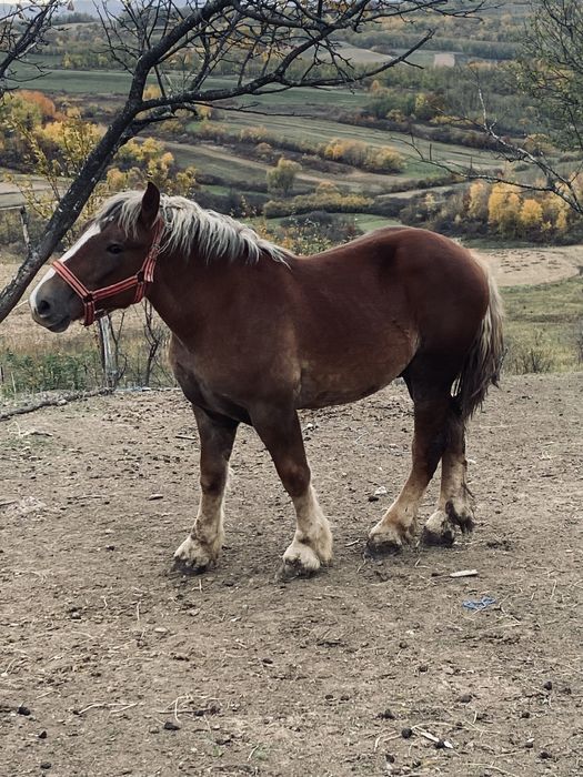 Manz de vanzare din cai foarte buni