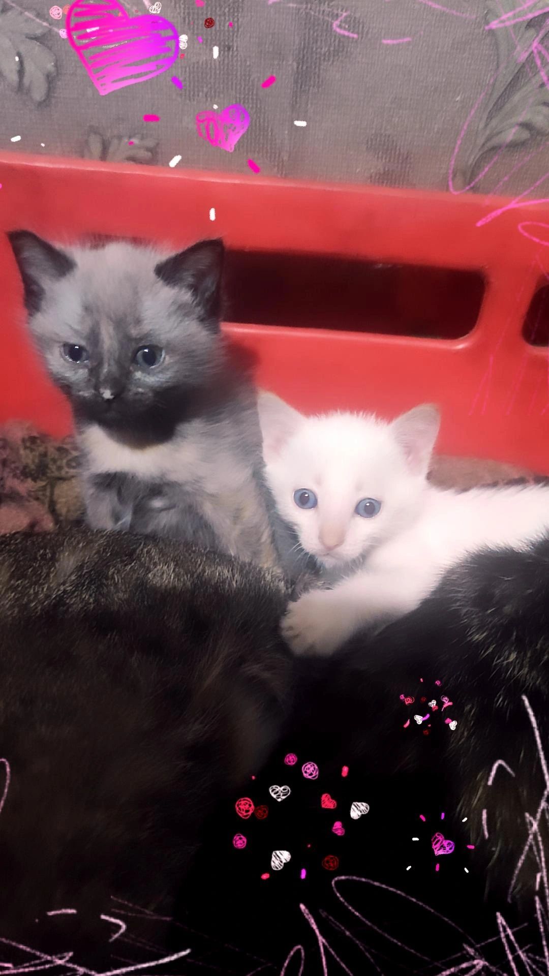 Котятки, ищут дом, 1 месяц, мальчики