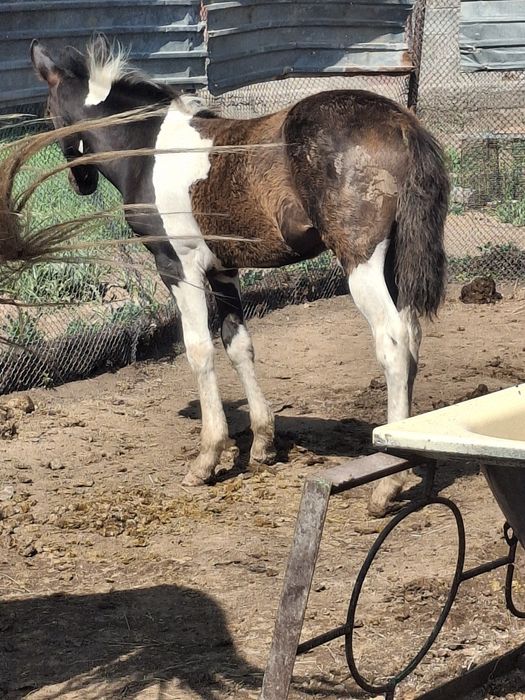 Продам бие с жеребёнком.