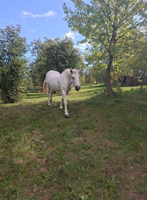 Vand iapa foarte cuminte