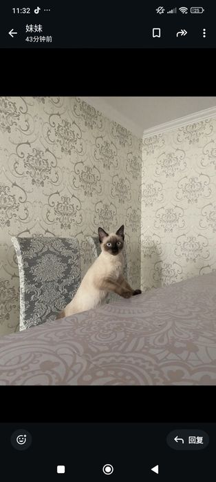 сиамская кошка бесплатно