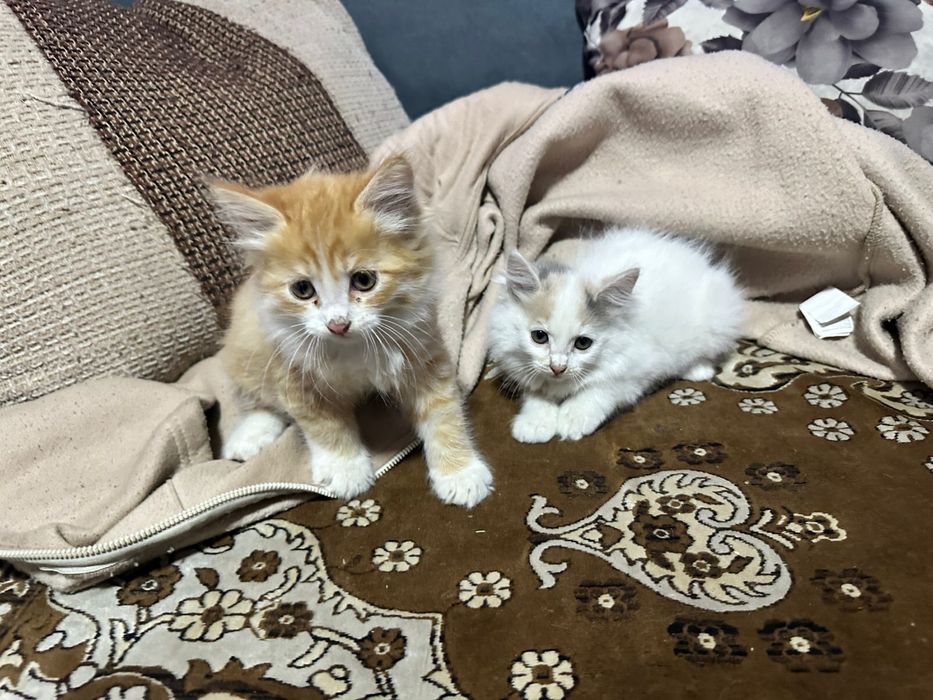КОТЯТА в хоршие руки!