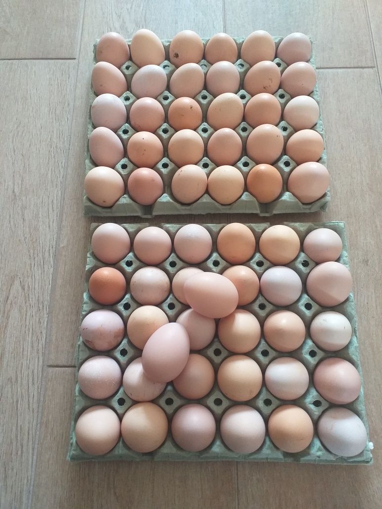 Ouă australorp de vânzare