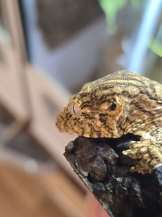 Rhacodactylus leachianus mount koghis