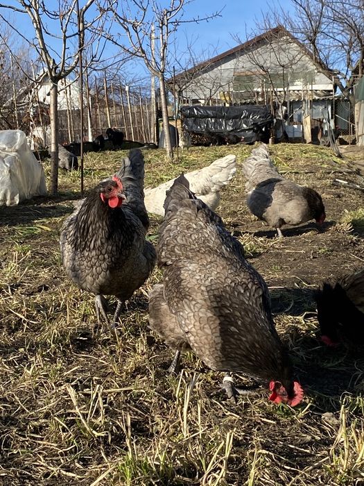 Oua Australorp Incubat