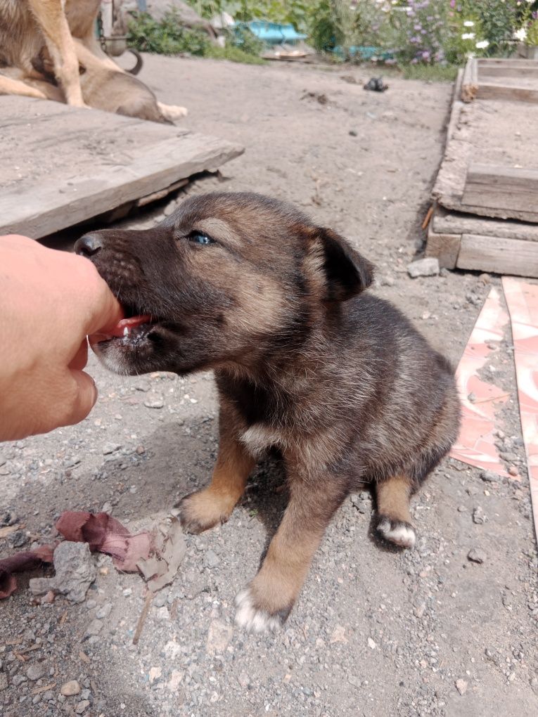 Щенки полукровки