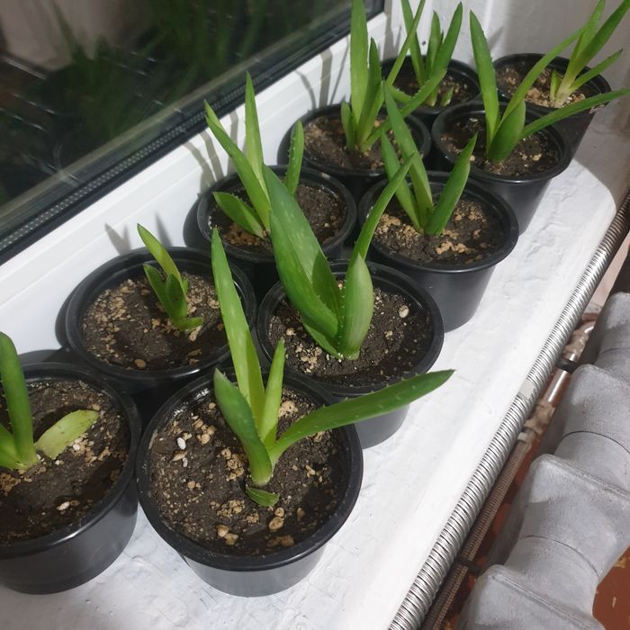 Алоэ , живое дерево