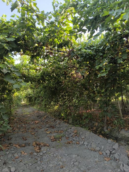 Uzum kochatlari. F1 navli.      Узум кочатлари.