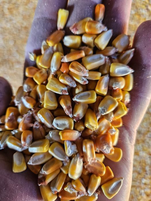 Porumb, triticale, orzoaica, floare, mazare