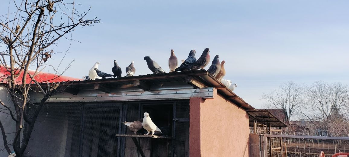 Porumbei caută altă casă