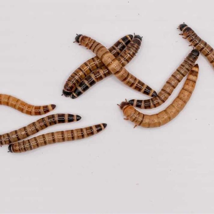 Hrana vie de inalta calitate pentru Reptile – SuperWorms, Dubia