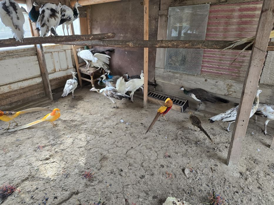 Vand pauni tineri 2025