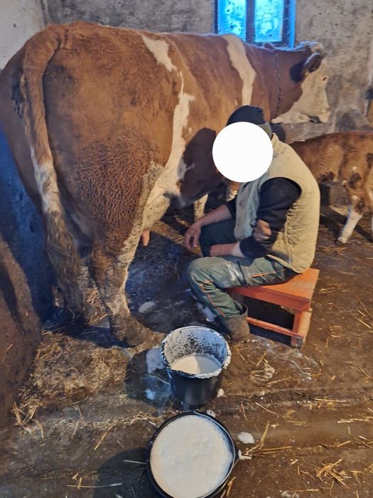 Vand doua vaci fatate recent