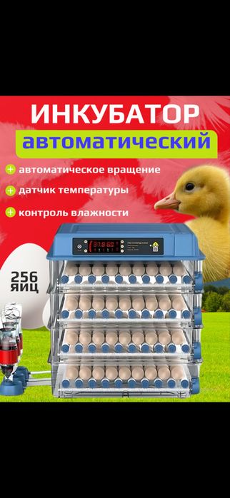 Инкубатор для яиц