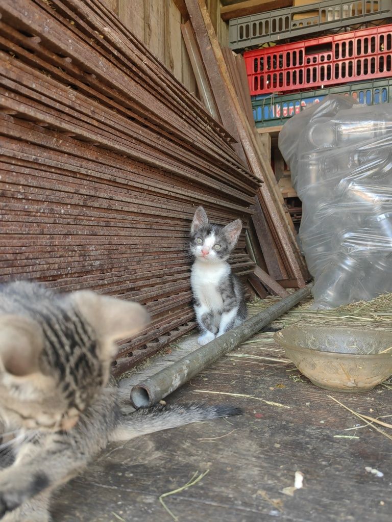 Ofer spre adopție 5 puiuți de pisica jucăuși