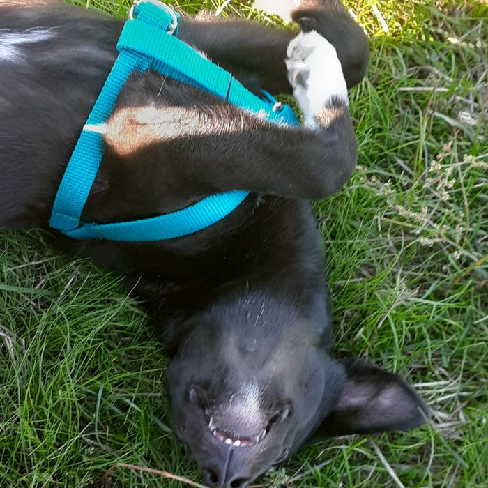 Cateluș spre adopție