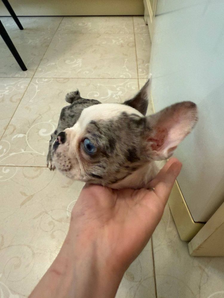 Frenchi Bulldog Мъжки