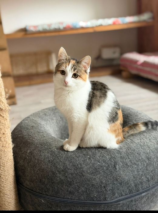 Отдам в добрые ручки