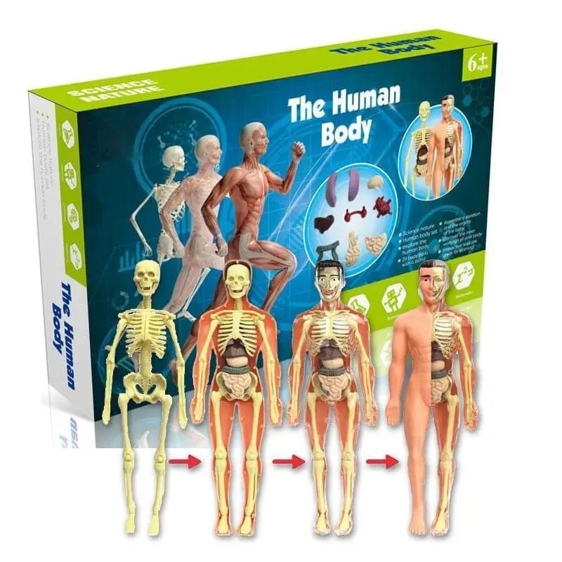 SET Corpul uman, schelet + organe ghid educativ COPII 6+