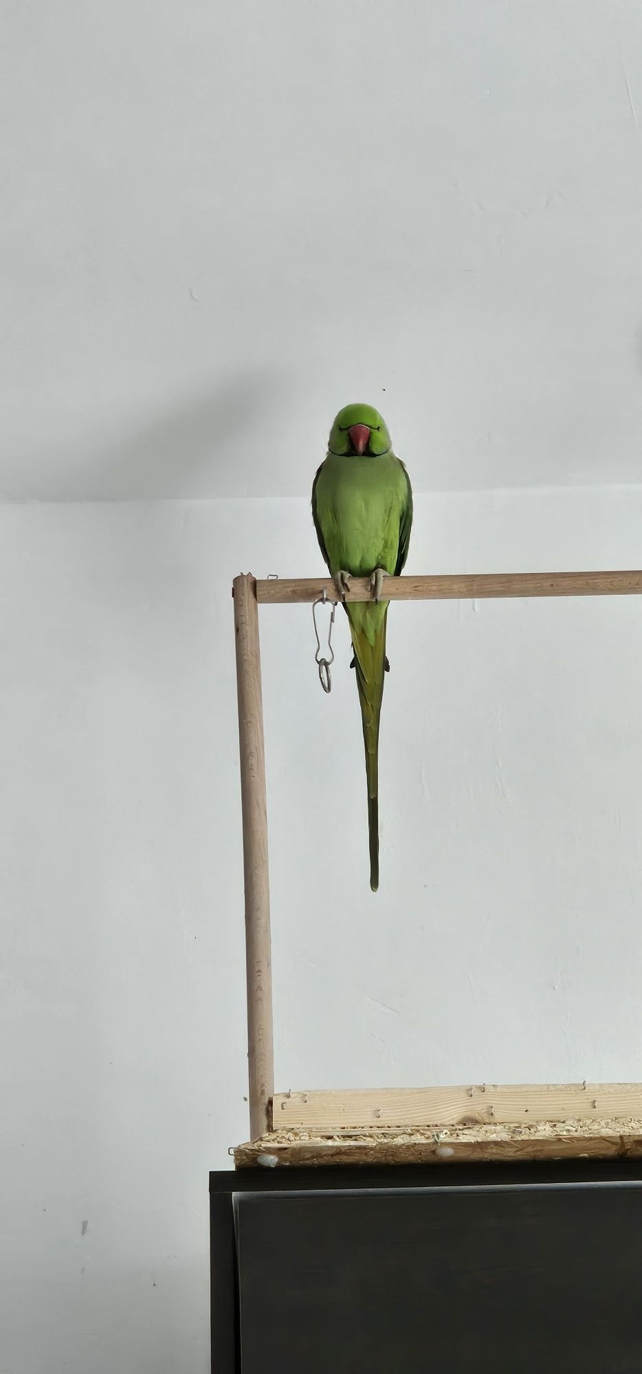 Micul alexandru- papagal 3 ani mascul