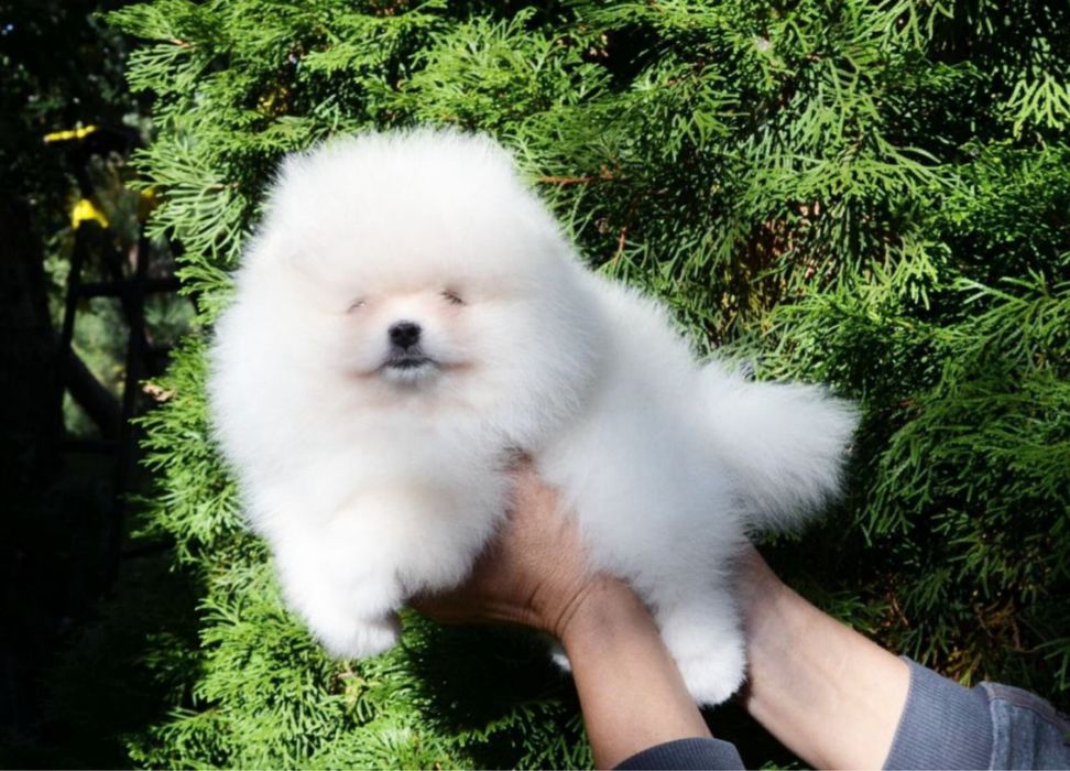 Baietel pomeranian mini/toy!