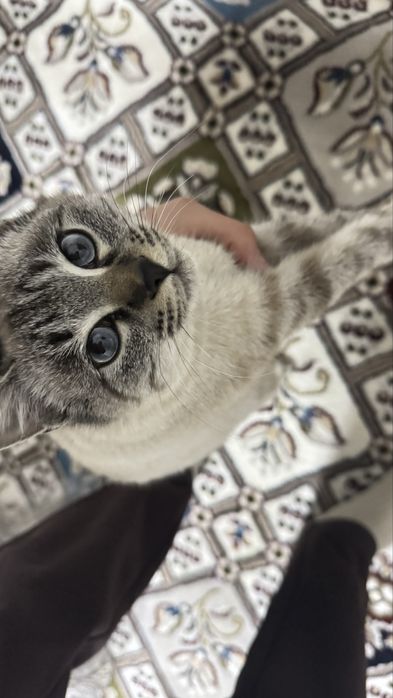 Scotish fold short hair pruvaznoy onasi fold otasi straight