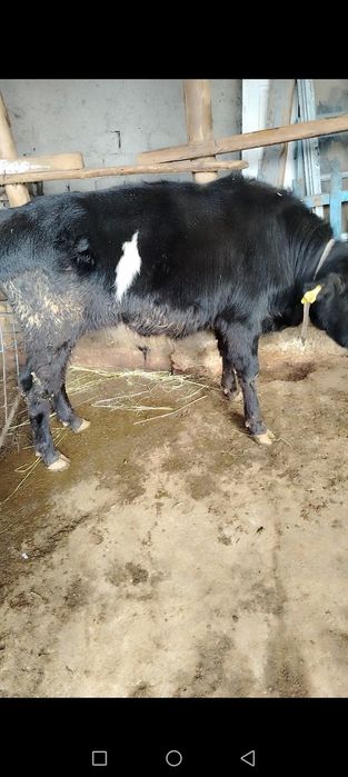 Ona bola sigir va hokiz buqacha sotiladi