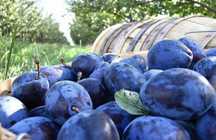 Vand prune de tuica/palinca livrare la domiciliu