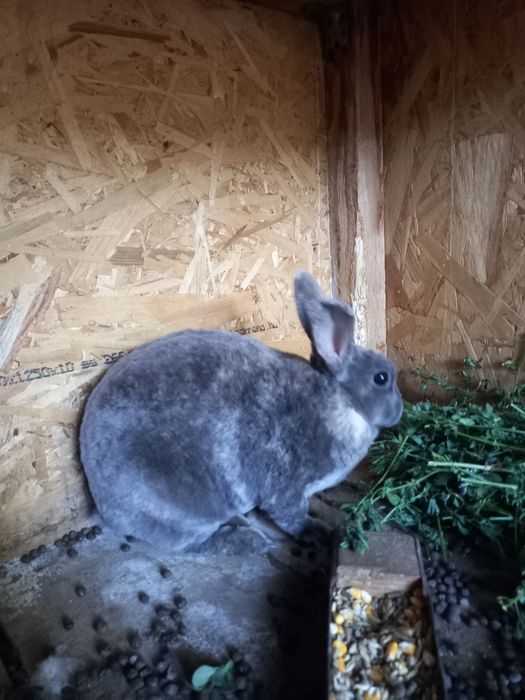 Vând iepuri Rex pitic si Cap de  leu