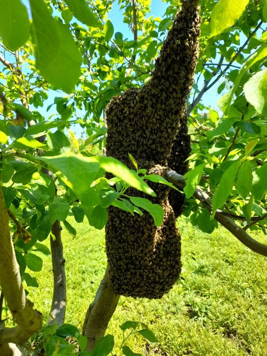 Vand miere en gross poliflora