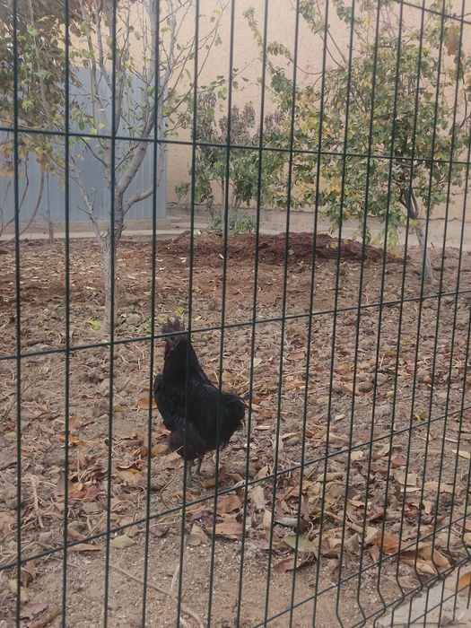 Uhayu horozi sotiladi