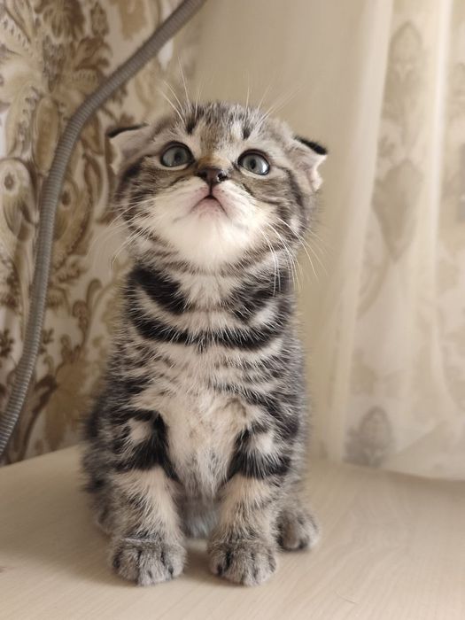 Продаются котята, серые девочки, чёрный мальчик