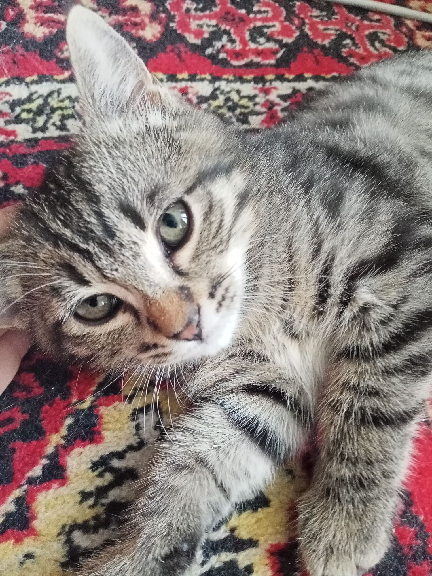 Кошка и кот отдам даром