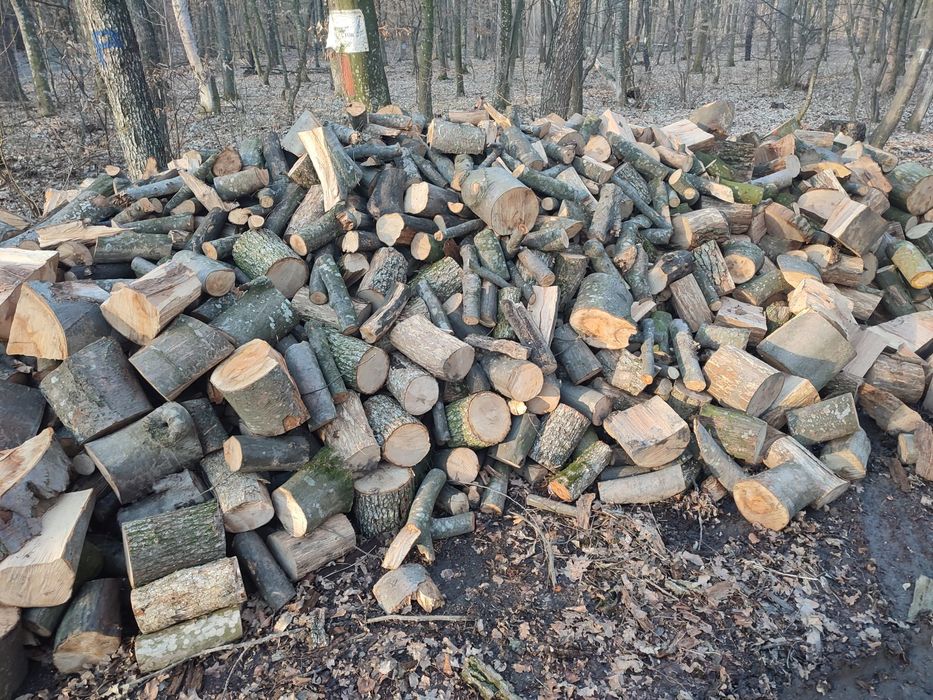 Stejar fag si carpen