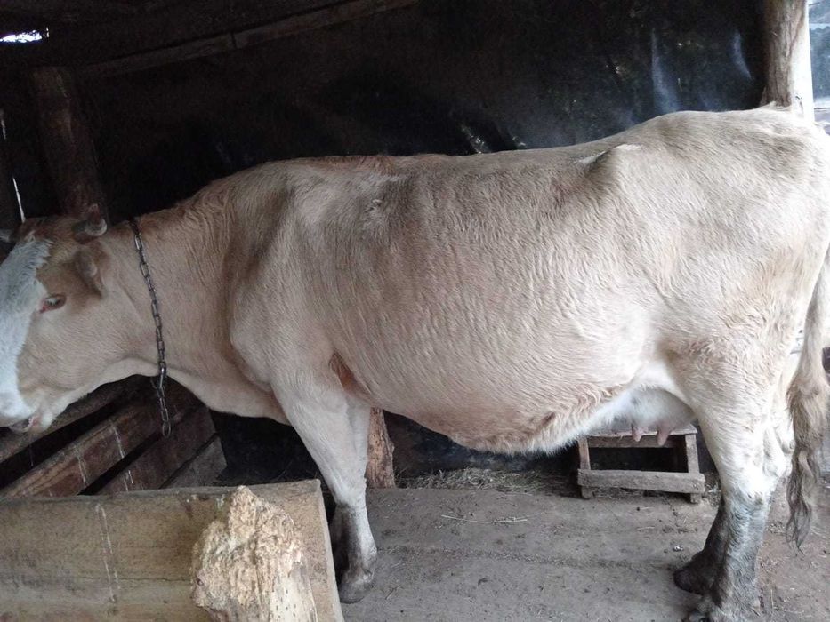 Скотина на мясо. Соғым